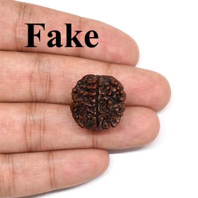 1-Mukhi-Rudraksha-Nepal