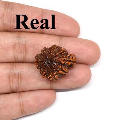 1-Mukhi-Rudraksha-Sawar