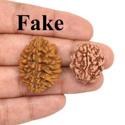 2-Mukhi-Bhadraksha-India