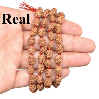 2 MUKHI RUDRAKSHA/Two FACE RUDRAKSH Bracelet- AAA+ Quality -Energized :  Amazon.in: Jewellery