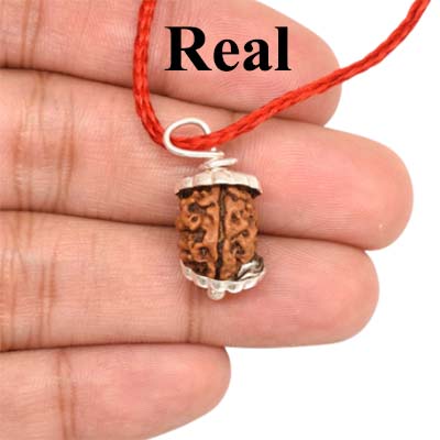 2-Mukhi-Rudraksha-Nepal