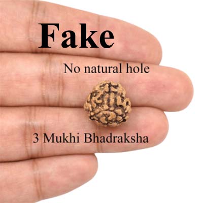 3-Mukhi-Bhadraksha-India