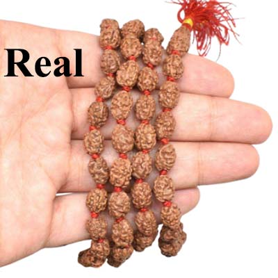 3-Mukhi-Rudraksha-Indonesian-Mala