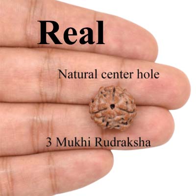 3-Mukhi-Rudraksha-Nepal