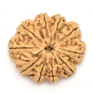 10-Mukhi-Rudraksha-Nepal-Collector-1