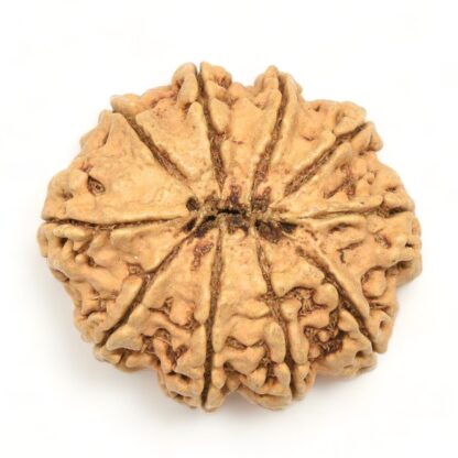 10-Mukhi-Rudraksha-Nepal-Collector-1-Back