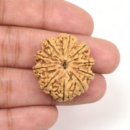 10-Mukhi-Rudraksha-Nepal-Collector-1-Hand