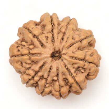 10-Mukhi-Rudraksha-Nepal-Collector-2