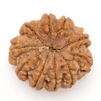 10-Mukhi-Rudraksha-Nepal-Collector-2-Back