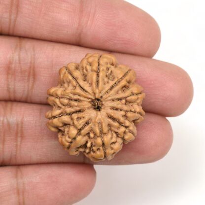 10-Mukhi-Rudraksha-Nepal-Collector-2-Hand