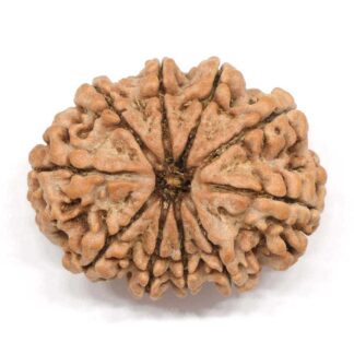 10-Mukhi-Rudraksha-Nepal-Collector-3