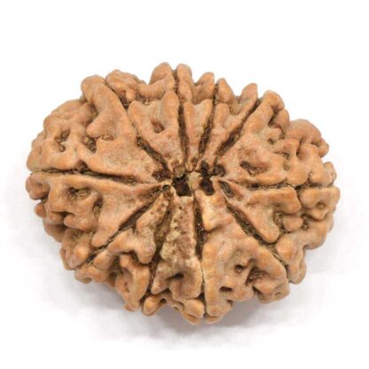 10-Mukhi-Rudraksha-Nepal-Collector-3-Back