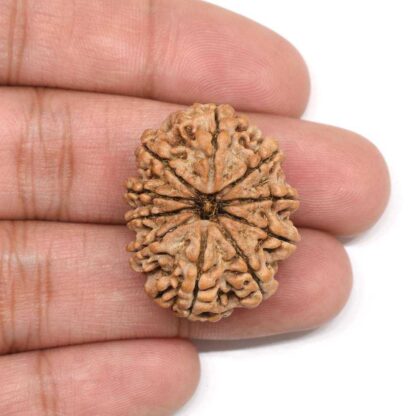 10-Mukhi-Rudraksha-Nepal-Collector-3-Hand