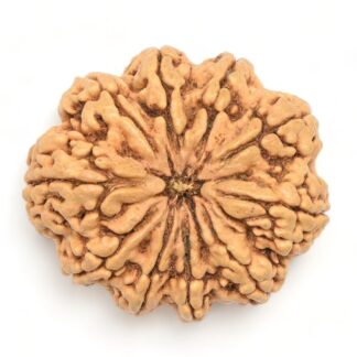 10-Mukhi-Rudraksha-Nepal-Collector-4