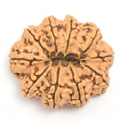 10-Mukhi-Rudraksha-Nepal-Collector-4-Back