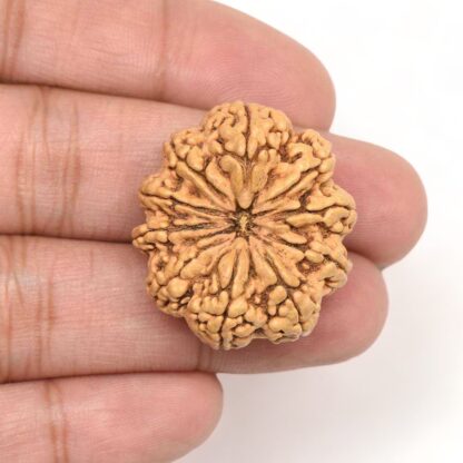 10-Mukhi-Rudraksha-Nepal-Collector-4-Hand