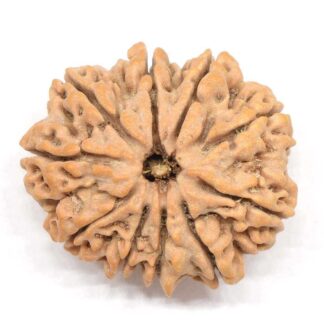 10-Mukhi-Rudraksha-Nepal-Collector-5