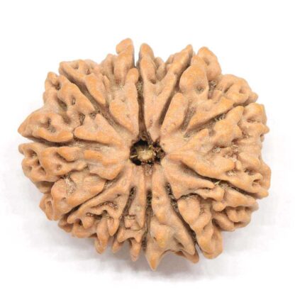 10-Mukhi-Rudraksha-Nepal-Collector-5