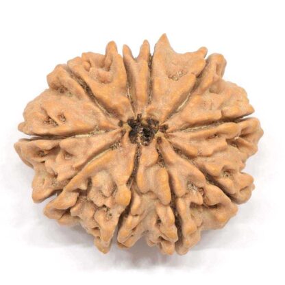 10-Mukhi-Rudraksha-Nepal-Collector-5-Back