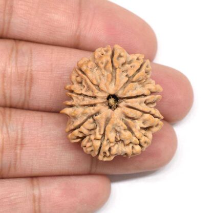 10-Mukhi-Rudraksha-Nepal-Collector-5-Hand