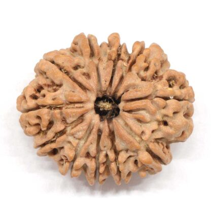 11-Mukhi-Rudraksha-Nepal-Collector-1