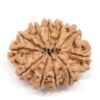11-Mukhi-Rudraksha-Nepal-Collector-1-Back