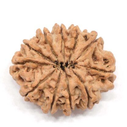 11-Mukhi-Rudraksha-Nepal-Collector-1-Back