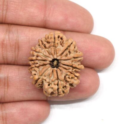 11-Mukhi-Rudraksha-Nepal-Collector-1-Hand