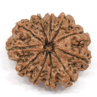 11-Mukhi-Rudraksha-Nepal-Collector-2