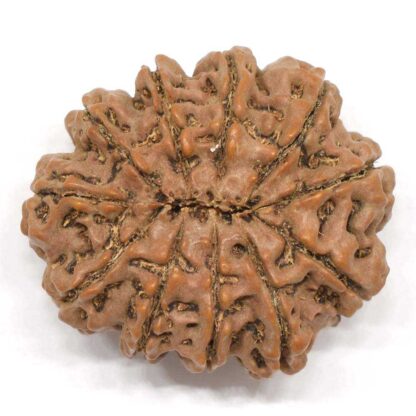 11-Mukhi-Rudraksha-Nepal-Collector-2-Back