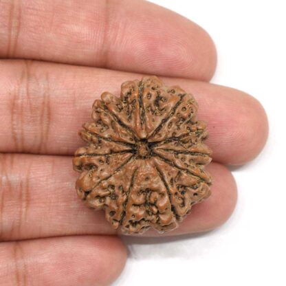 11-Mukhi-Rudraksha-Nepal-Collector-2-Hand