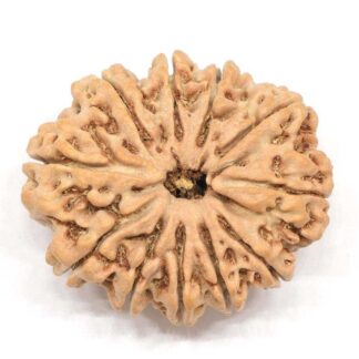 11-Mukhi-Rudraksha-Nepal-Collector-3