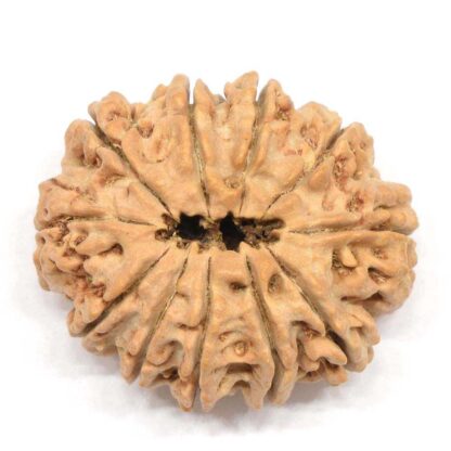 11-Mukhi-Rudraksha-Nepal-Collector-3-Back