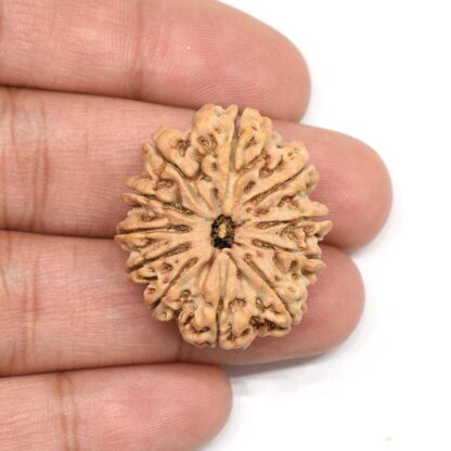 11-Mukhi-Rudraksha-Nepal-Collector-3-Hand