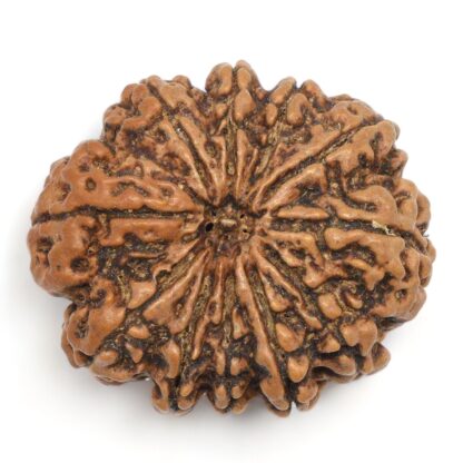 11-Mukhi-Rudraksha-Nepal-Collector-4