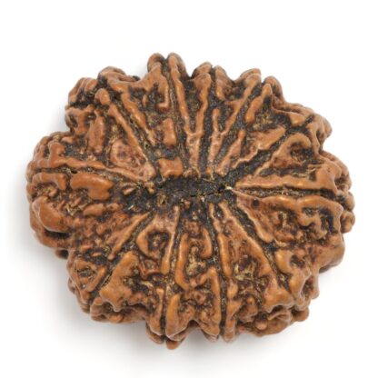 11-Mukhi-Rudraksha-Nepal-Collector-4-Back