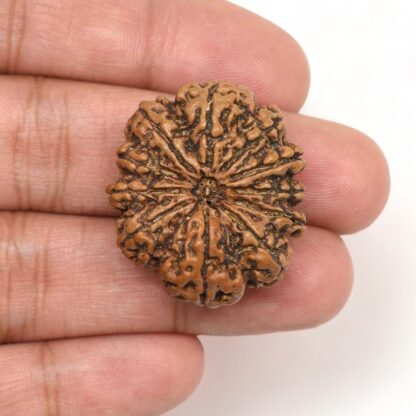 11-Mukhi-Rudraksha-Nepal-Collector-4-Hand