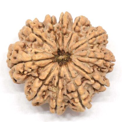 11-Mukhi-Rudraksha-Nepal-Collector-5