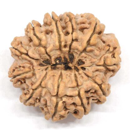 11-Mukhi-Rudraksha-Nepal-Collector-5-Back