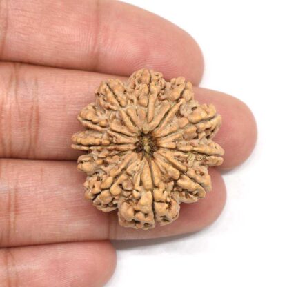 11-Mukhi-Rudraksha-Nepal-Collector-5-Hand