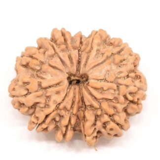 12-Mukhi-Rudraksha-Nepal-Collector-1