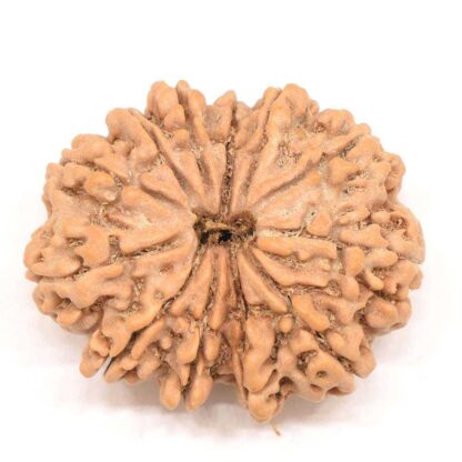 12-Mukhi-Rudraksha-Nepal-Collector-1