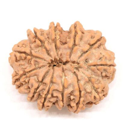 12-Mukhi-Rudraksha-Nepal-Collector-1-Back