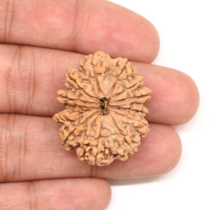 12-Mukhi-Rudraksha-Nepal-Collector-1-Hand