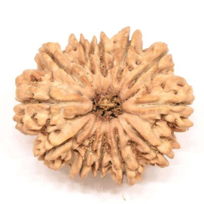 12-Mukhi-Rudraksha-Nepal-Collector-2