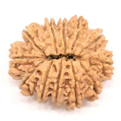 12-Mukhi-Rudraksha-Nepal-Collector-2-Back