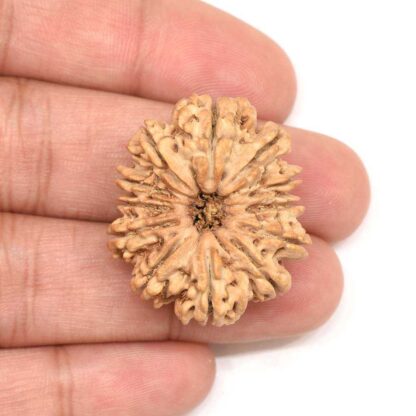 12-Mukhi-Rudraksha-Nepal-Collector-2-Hand