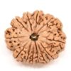 12-Mukhi-Rudraksha-Nepal-Collector-3