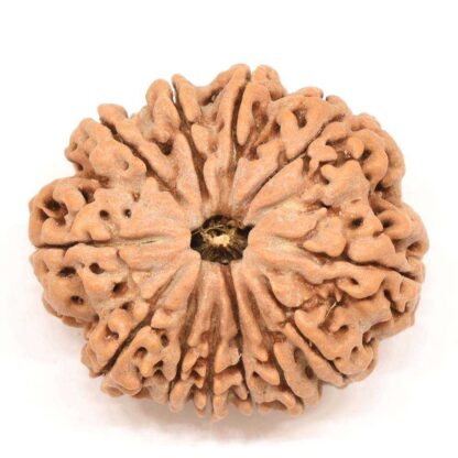 12-Mukhi-Rudraksha-Nepal-Collector-3