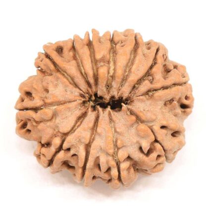 12-Mukhi-Rudraksha-Nepal-Collector-3-Back